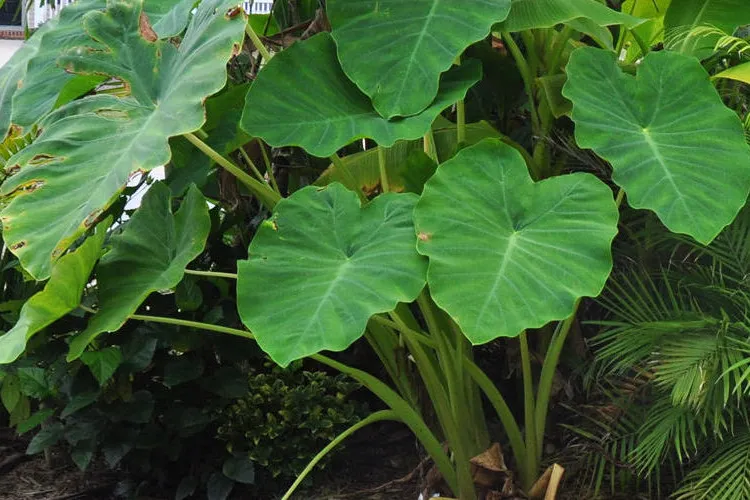 taro plants