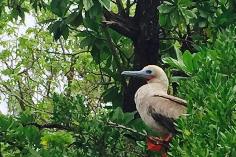 diversity in Tetiaroa's forest ecosystem