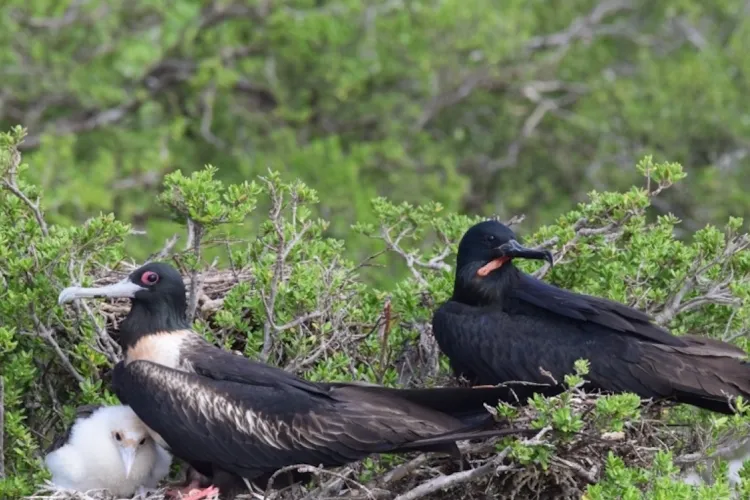 A family of frigatebirds