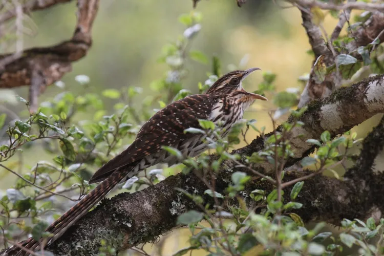 Adult long-tailed cuckoo calling