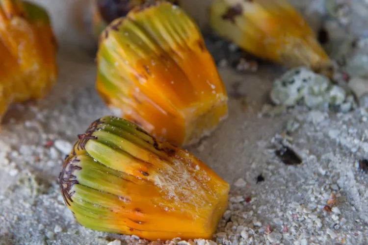 ripe pandanus drupes