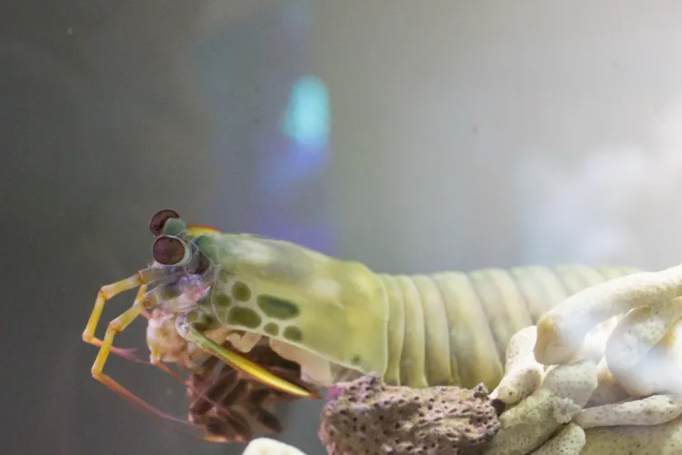 Mantis shrimp can live in aquariums