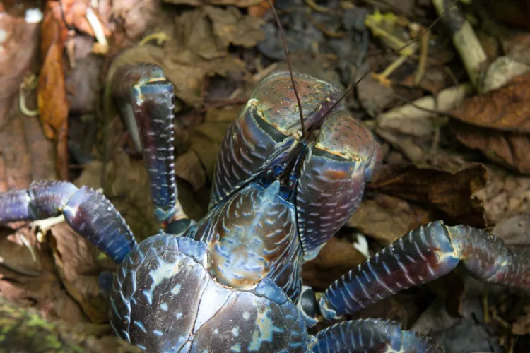 coconut crab