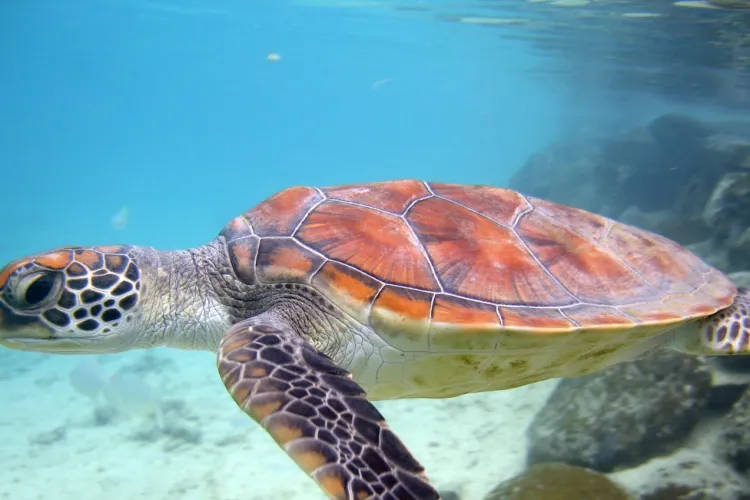 Honu in the lagoon