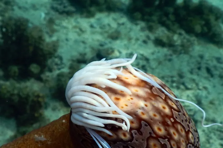 sea cucumber with sticky defense threads