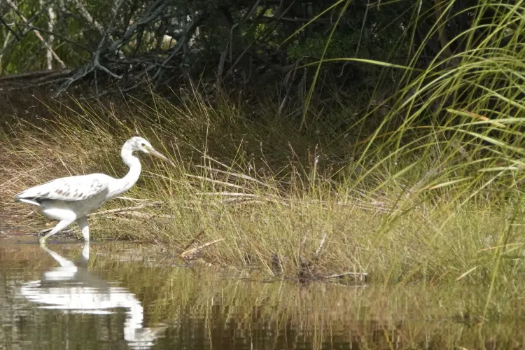 Pacific reef egret