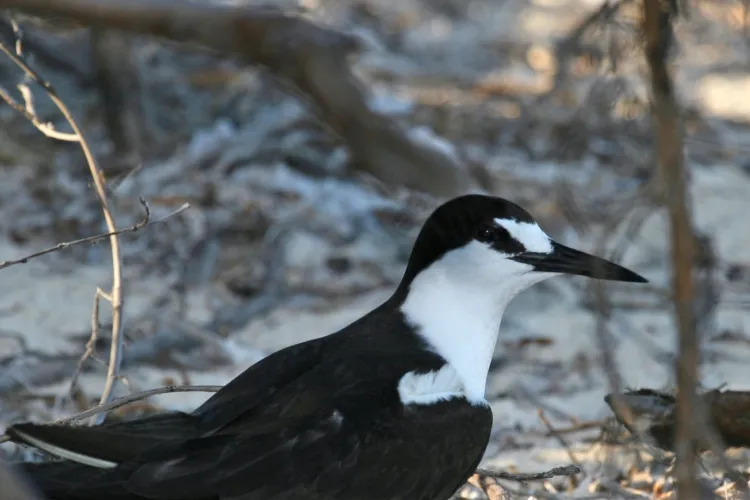 sooty tern