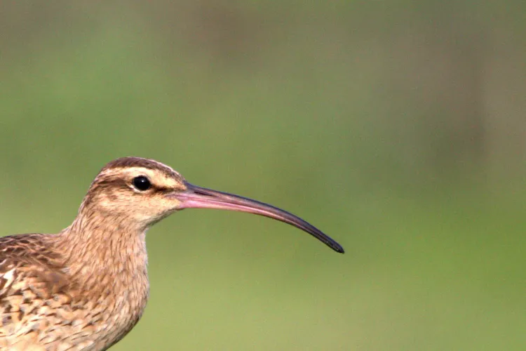 bristle-thighed curlew