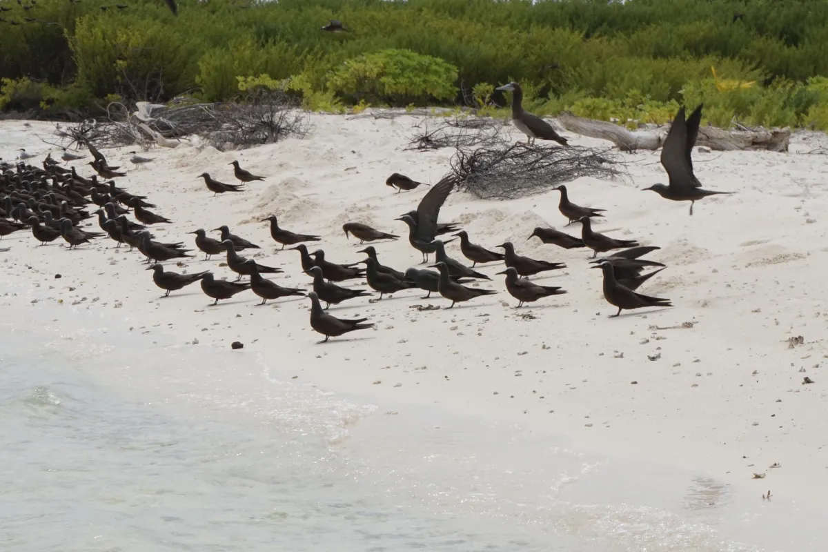 Brown Noddy adults