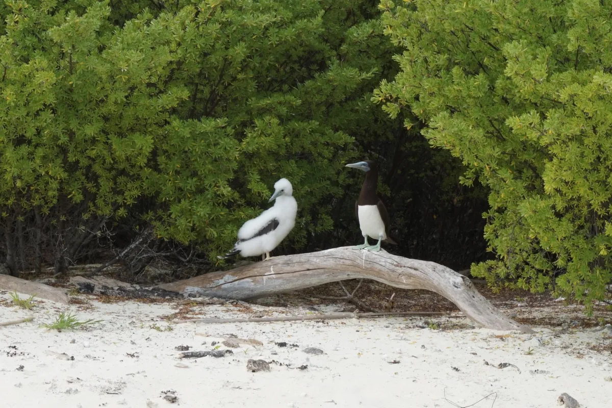 adult & juvenile on the motu