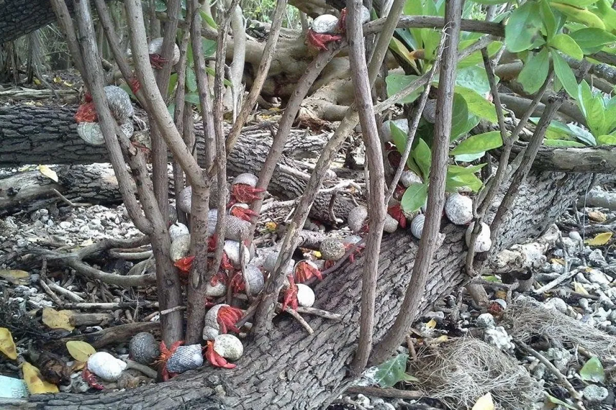 Strawberry Hermits are social creatures.