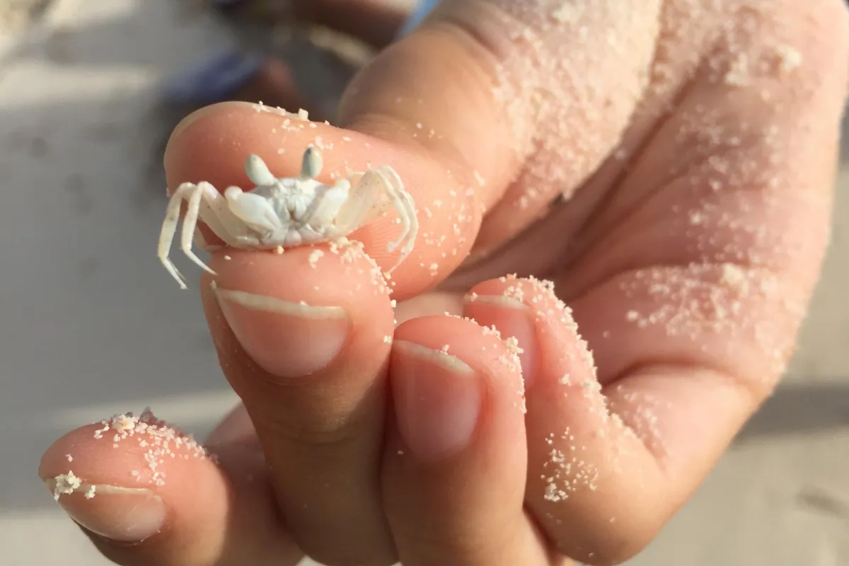 Il tire son nom des yeux en forme de corne qui dépassent de son corps et de sa couleur sable qui le fait se fondre dans le décor lorsqu'il est immobile.