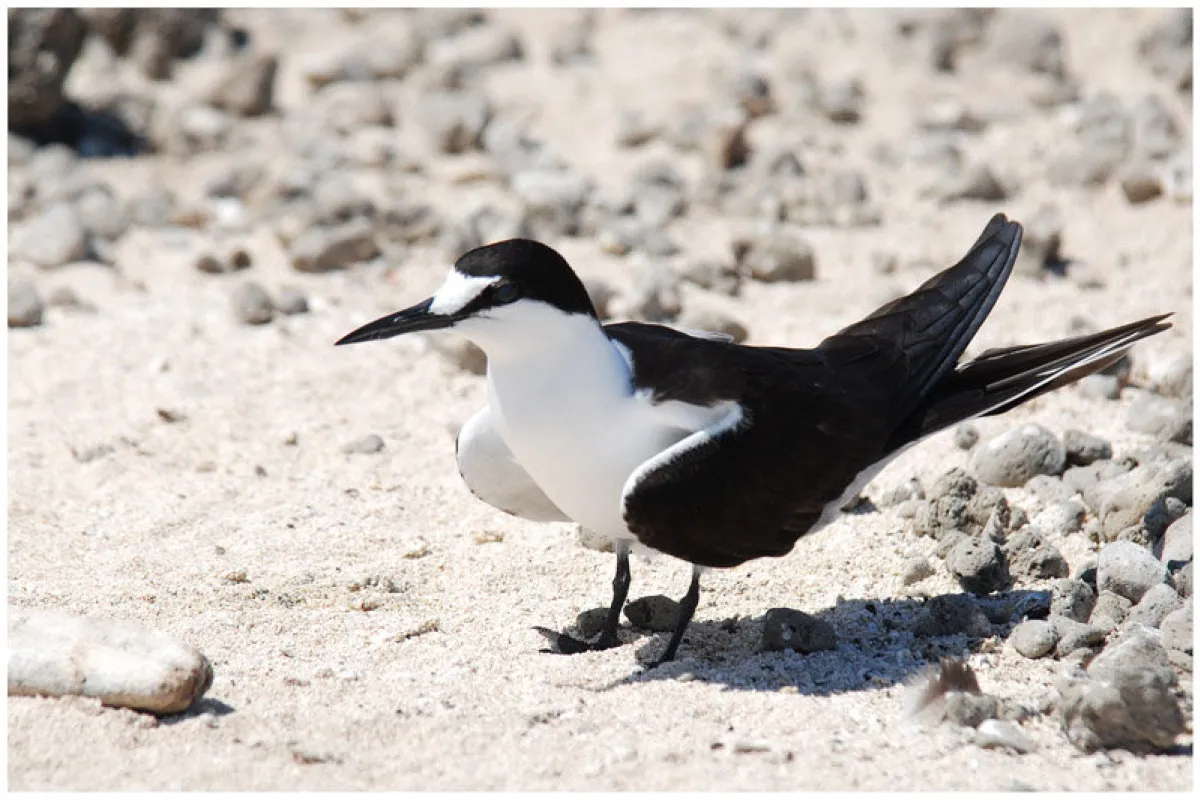 Sooty Tern