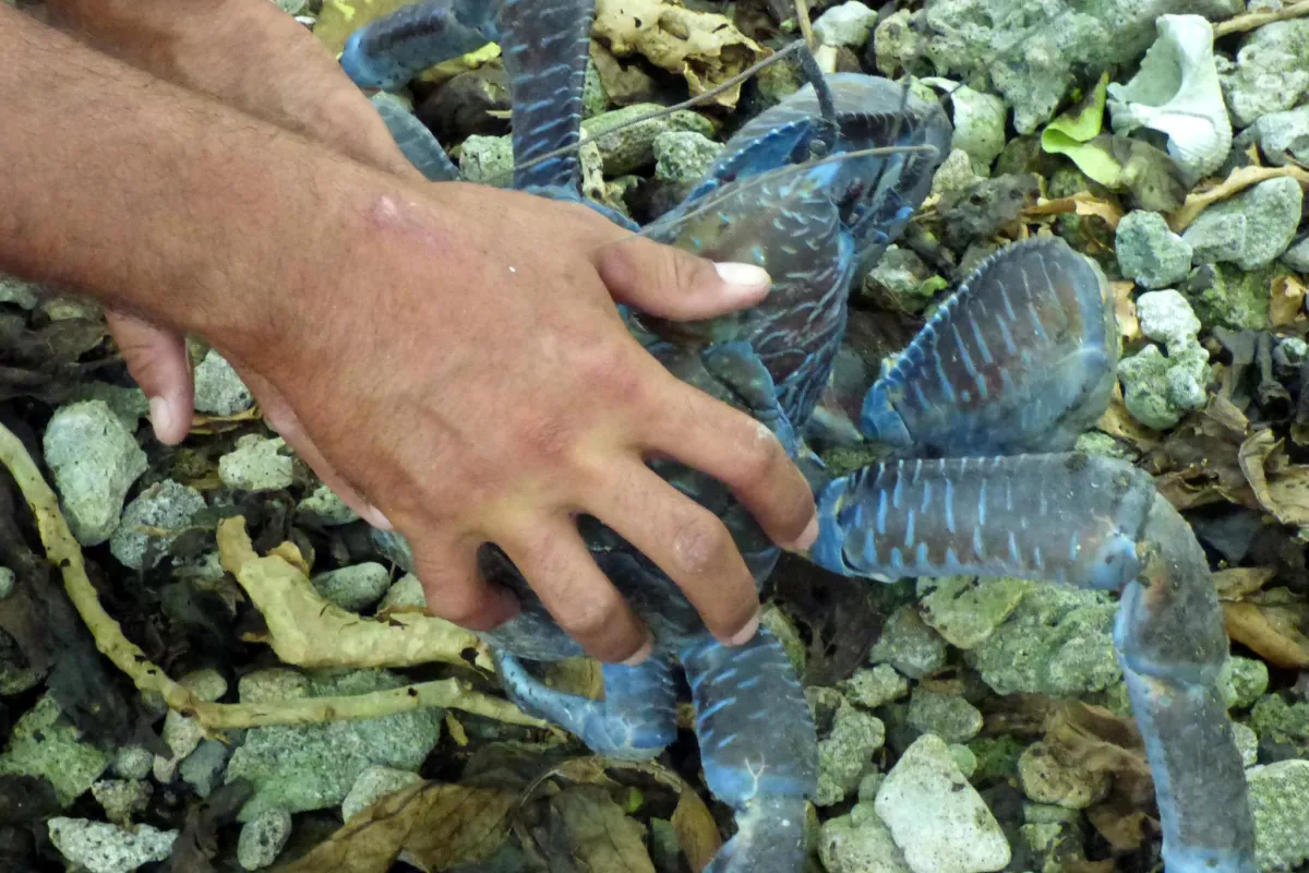 ...il est le plus grand crabe terrestre du monde