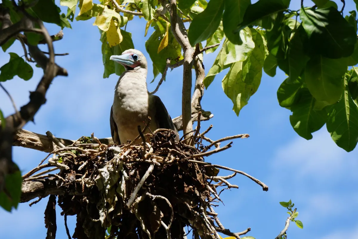 Booby nest