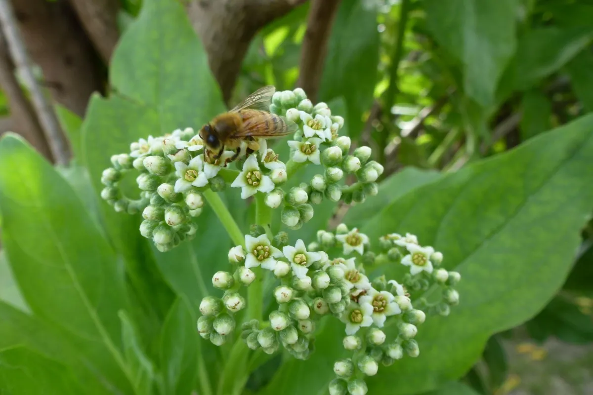 Abeille en plein travail