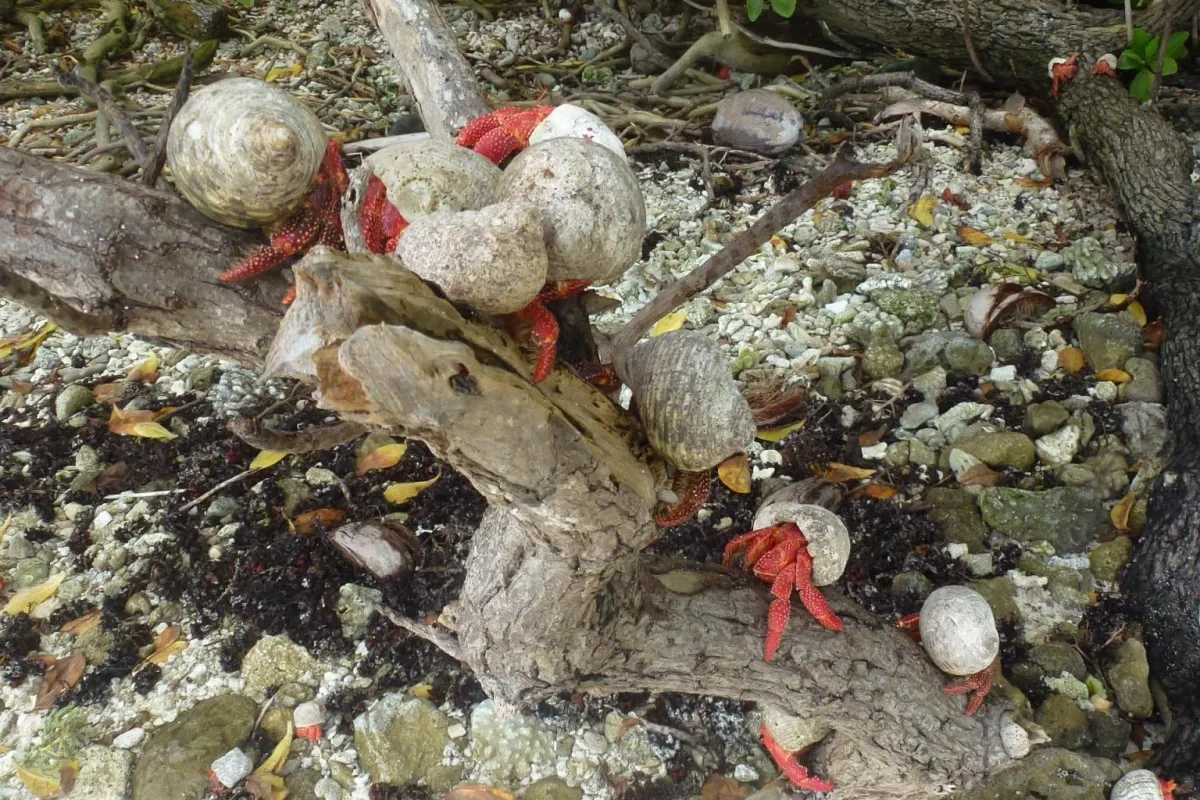 Strawberry Hermits are detritivores capable of eating all that is organic (ex: wood or dead animals).