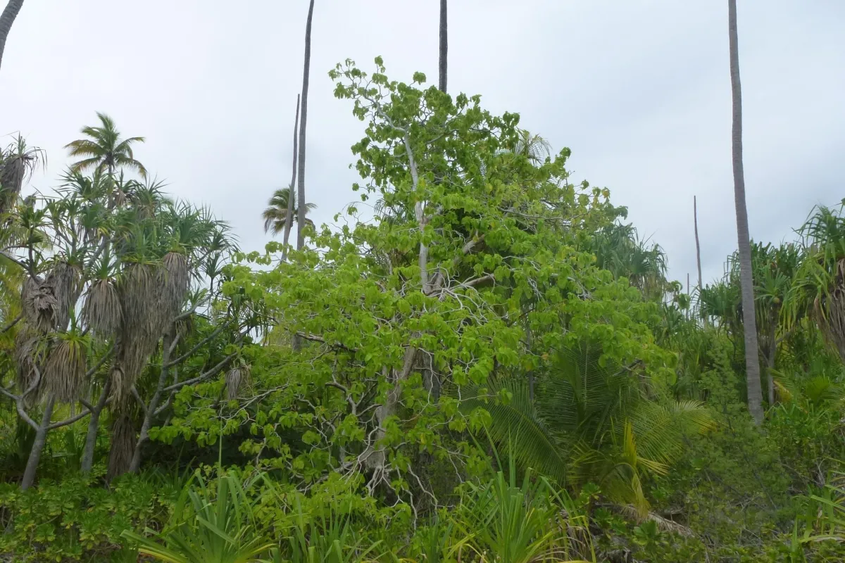 A small Cabbage tree