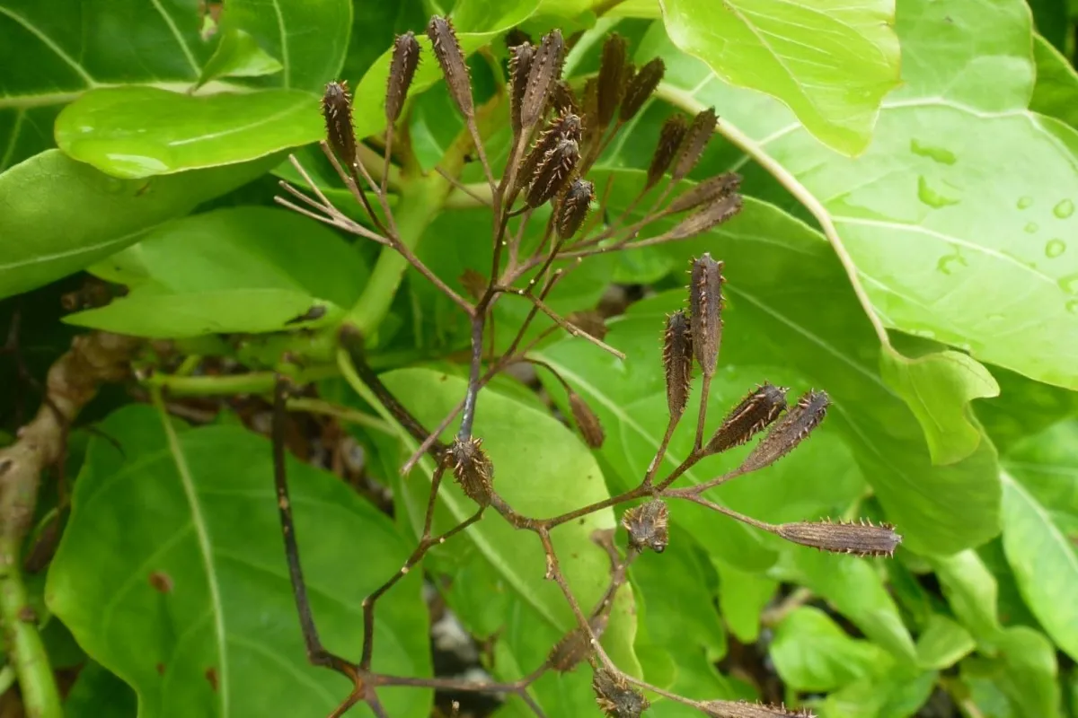 Sticky seeds stick to bird feathers