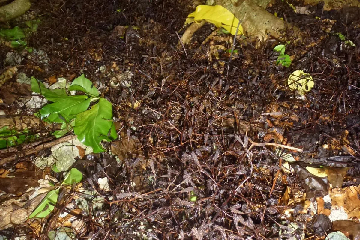 Sticky seeds matted on the ground