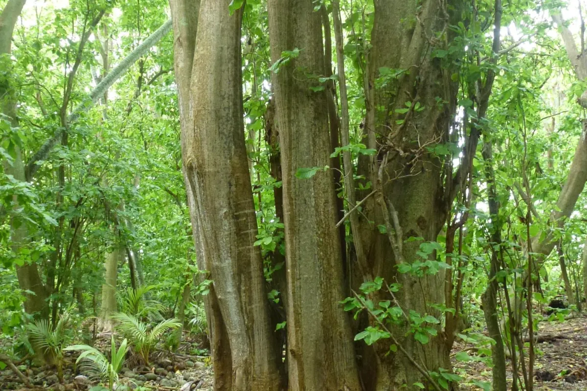 A huge tree