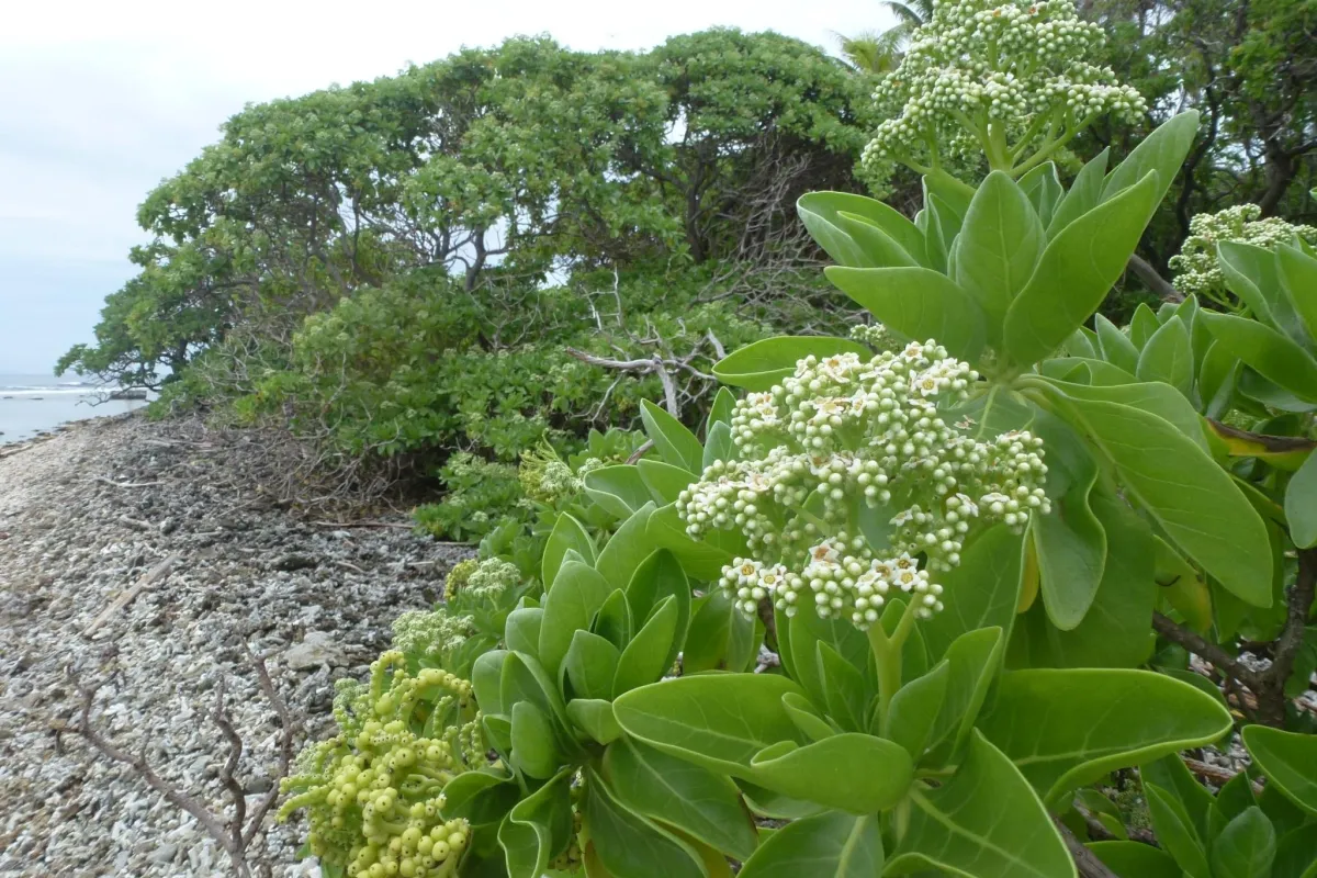 Flowering