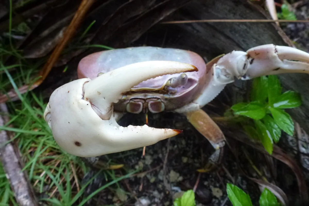 The larger claw in the male is to impress females and to fight other males.