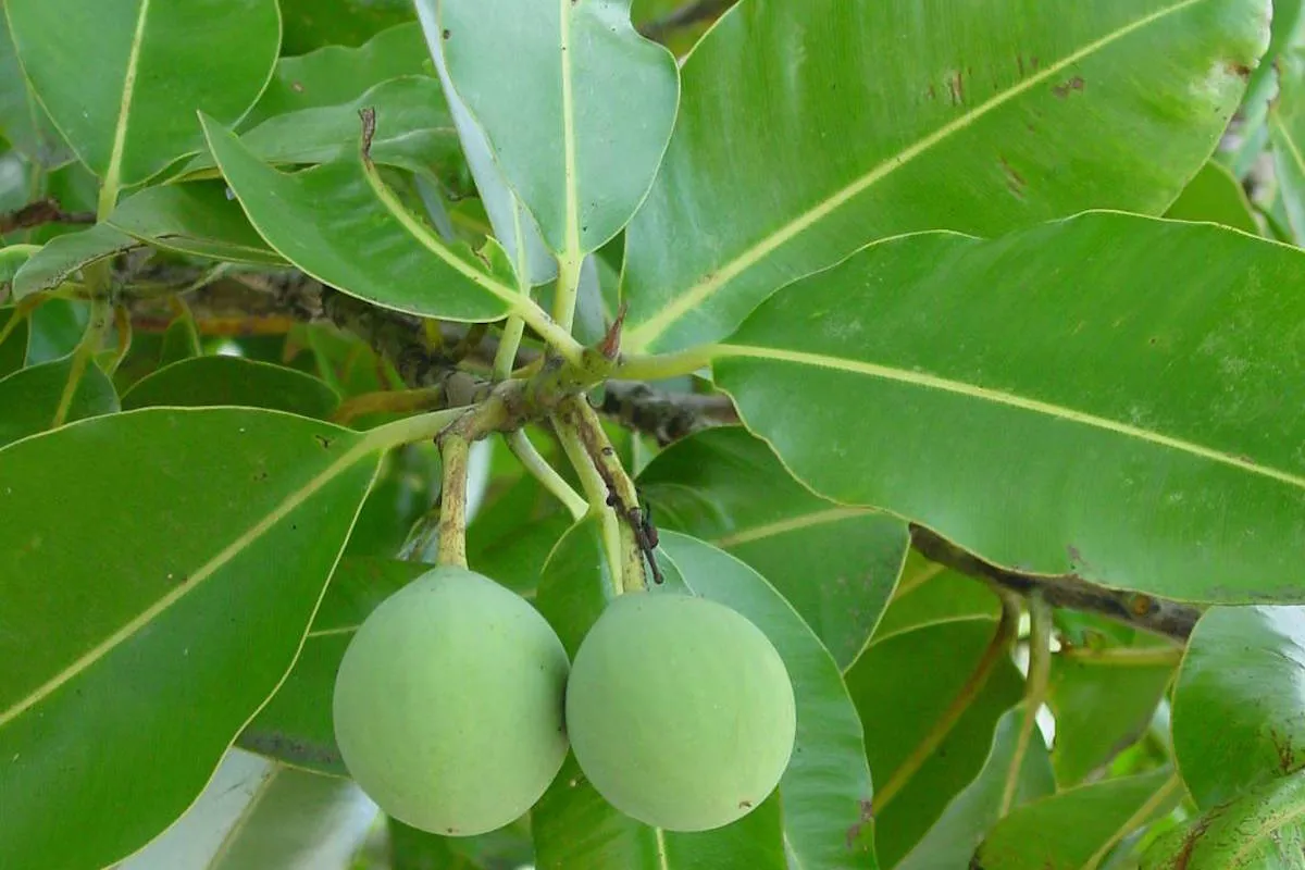 L'huile provenant des amandes a de multiples usages