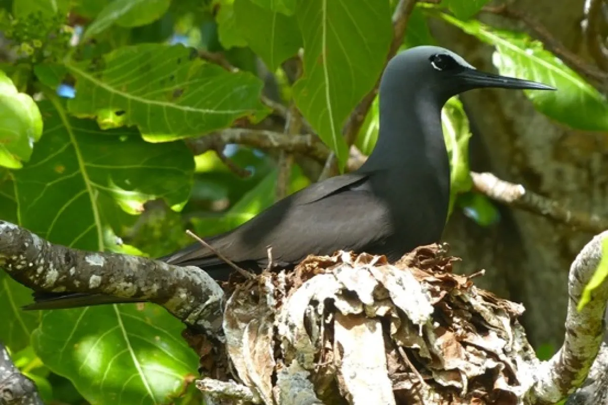 Black Noddy on the tree