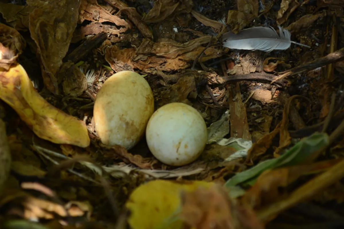 Lors de la saison de reproduction les parents incubent 2 oeufs