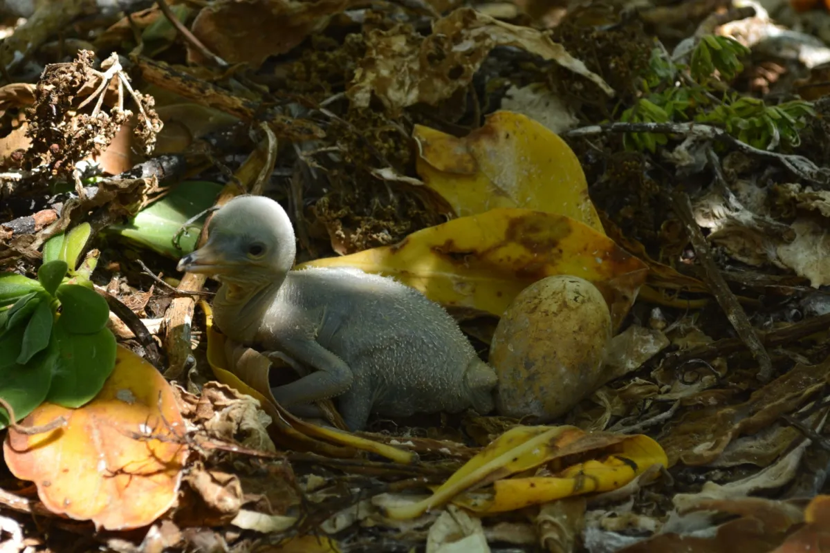 booby chick