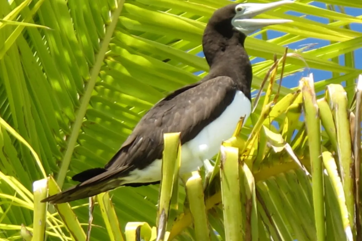 Female individual