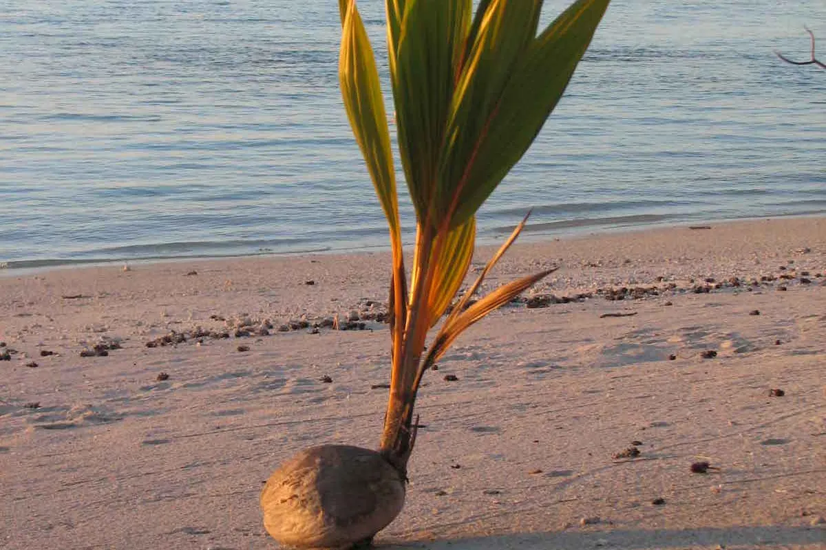 Germinated coconut