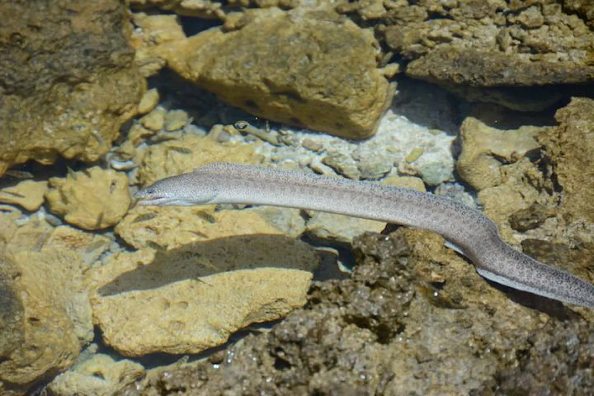 Murène poivrée en pleine chasse