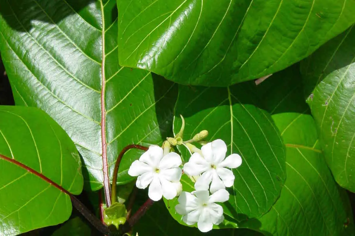 Feuilles et fleurs