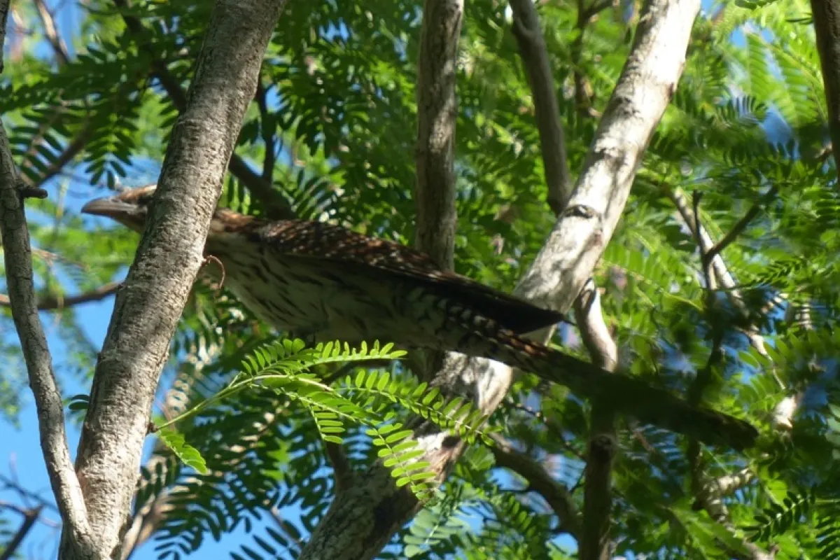 Coucou de Nouvelle-Zélande perché dans un arbre