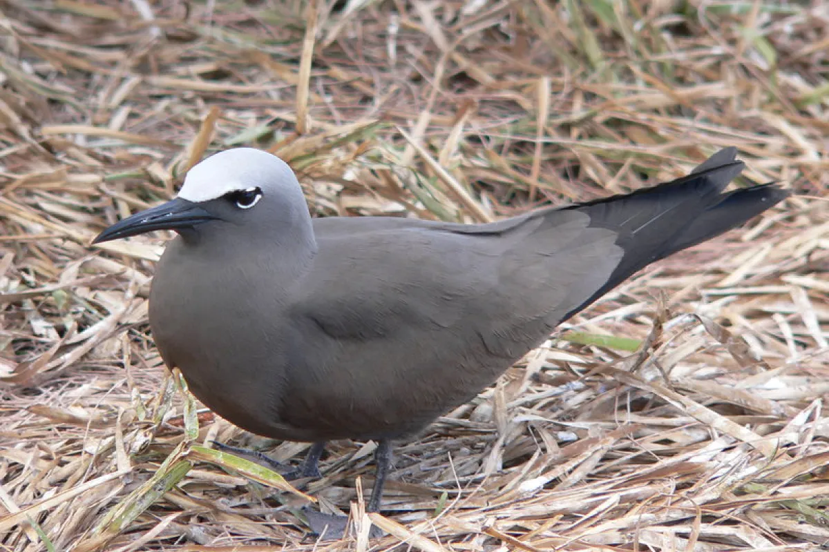 Brown Noddy adult