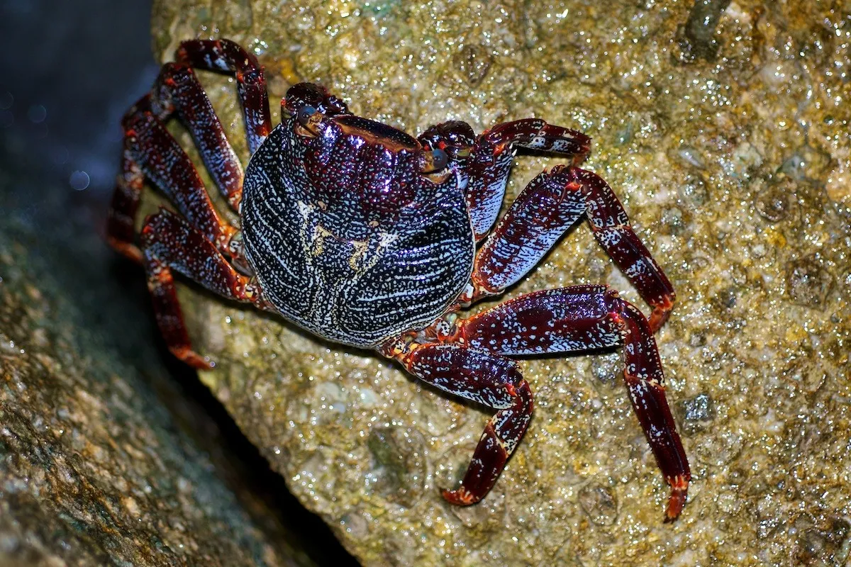 Le crabe coureur est un crabe commun en Polynésie française et on le trouve partout sous les tropiques.