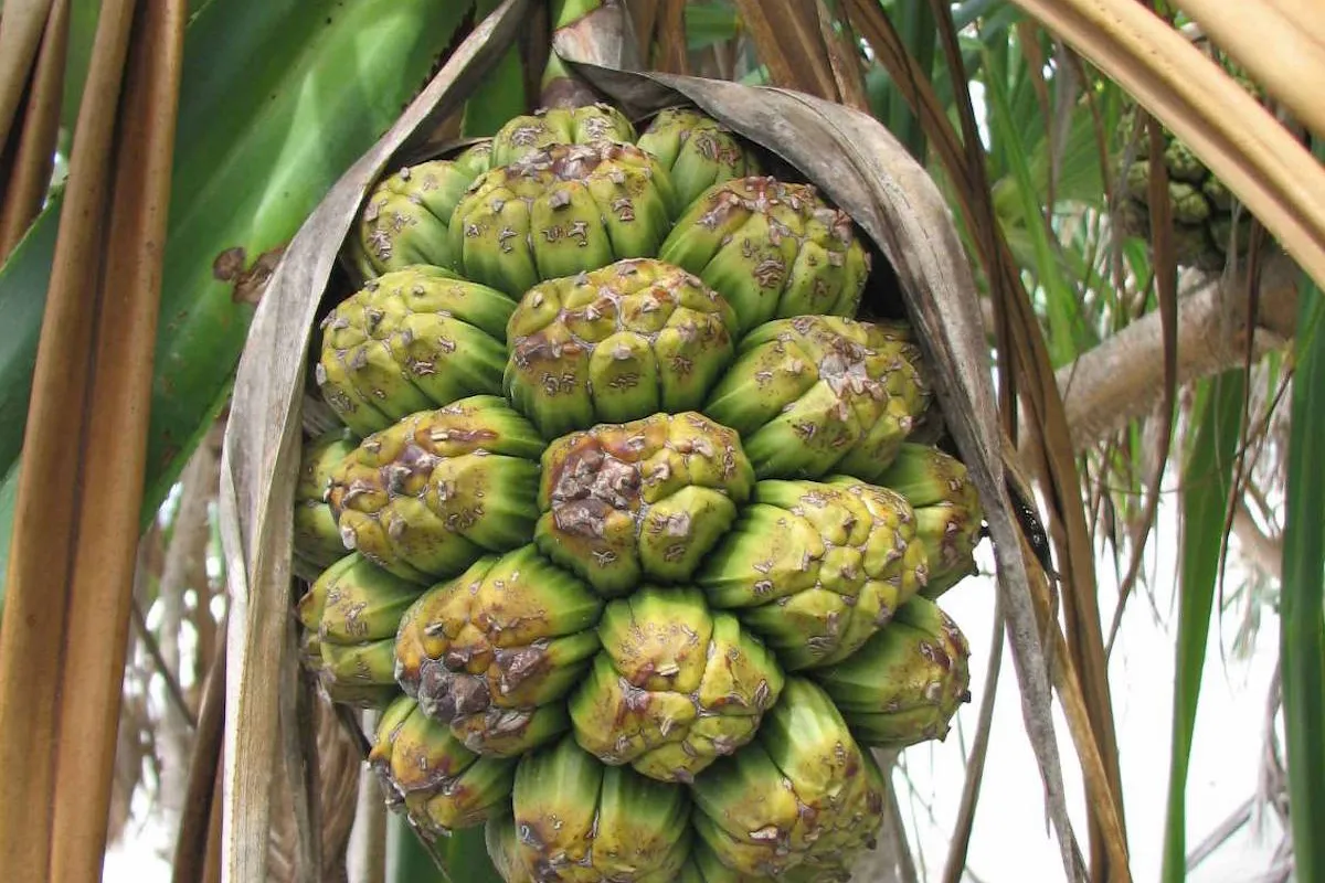 Leaves provide material for roofing, baskets, mats, and toys