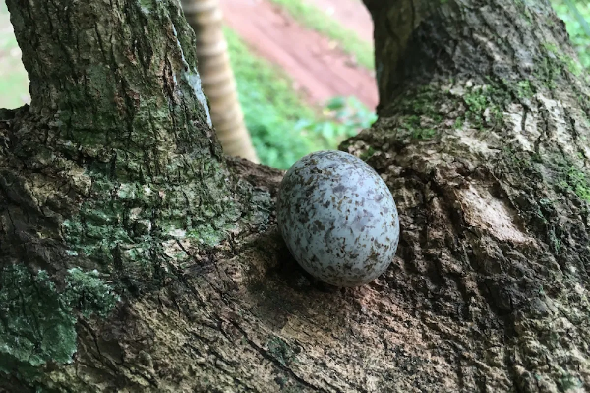 A particularity of the Common White Tern is that they do not build a nest, and instead lay and incubate their eggs in a nook on a tree branch.