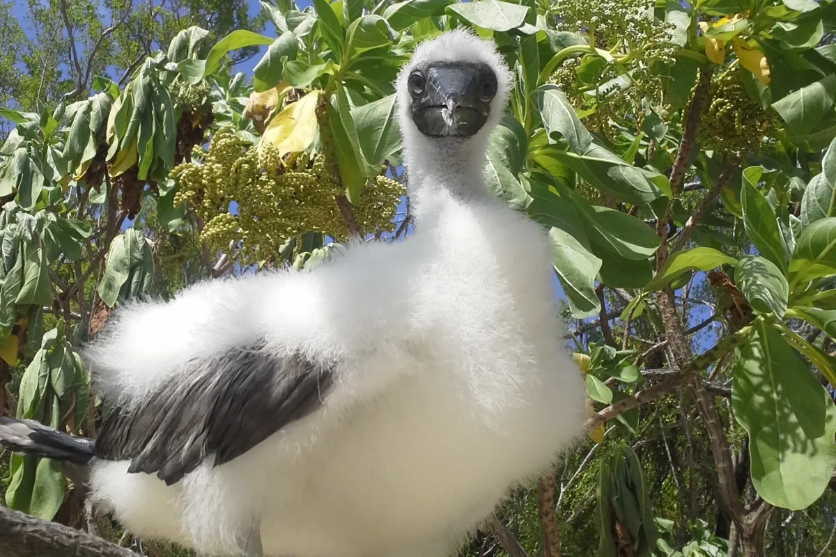 Juvenile booby