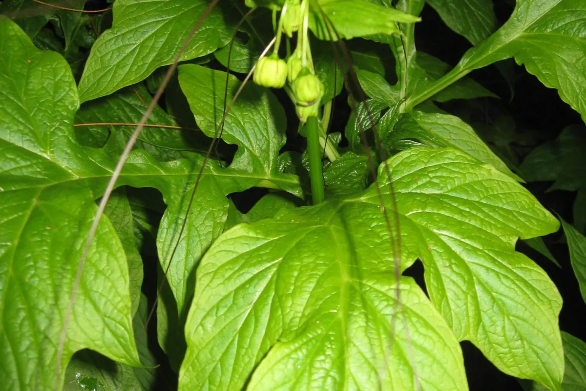 Polynesian arrowroot