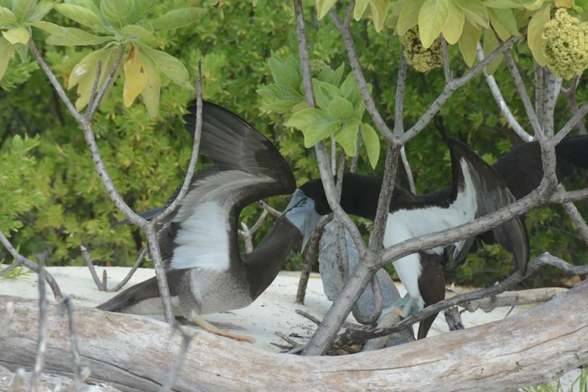 Booby chick feeding