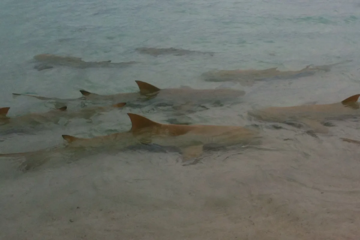 A school of lemon sharks in the Tetiaroa lagoon