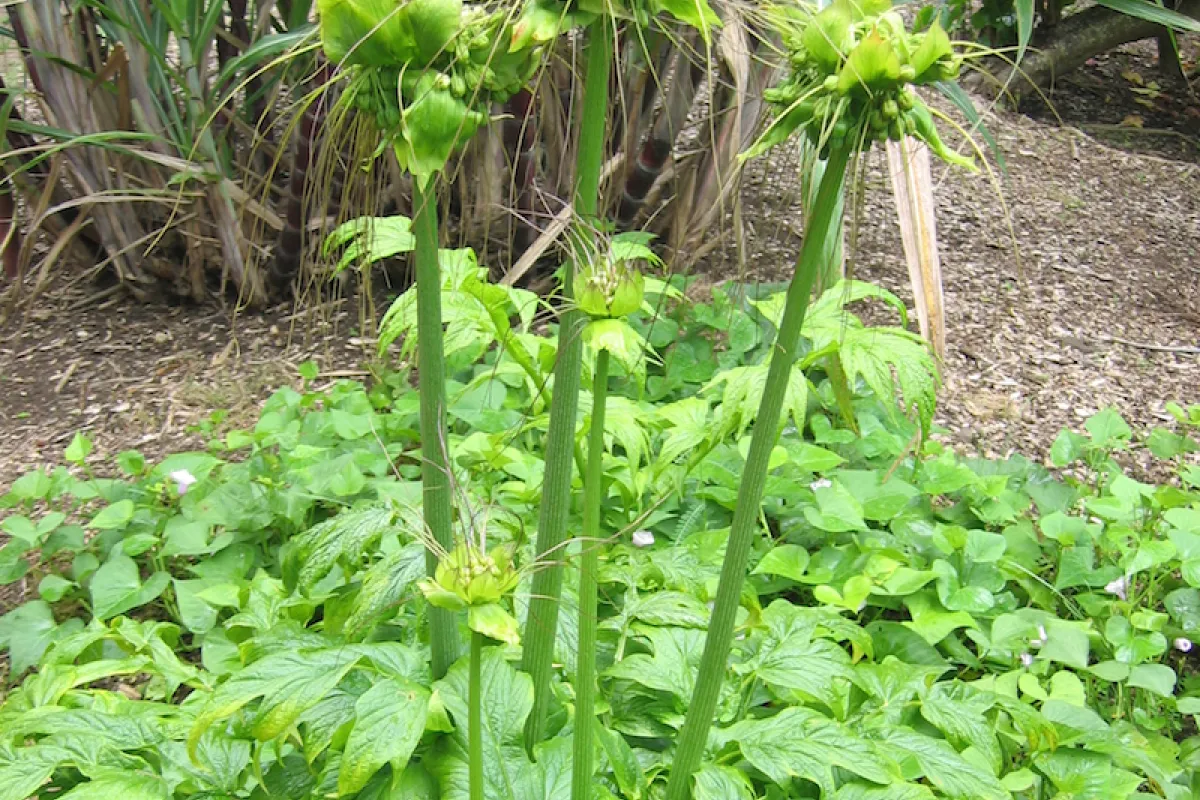 Fruits on long stalks