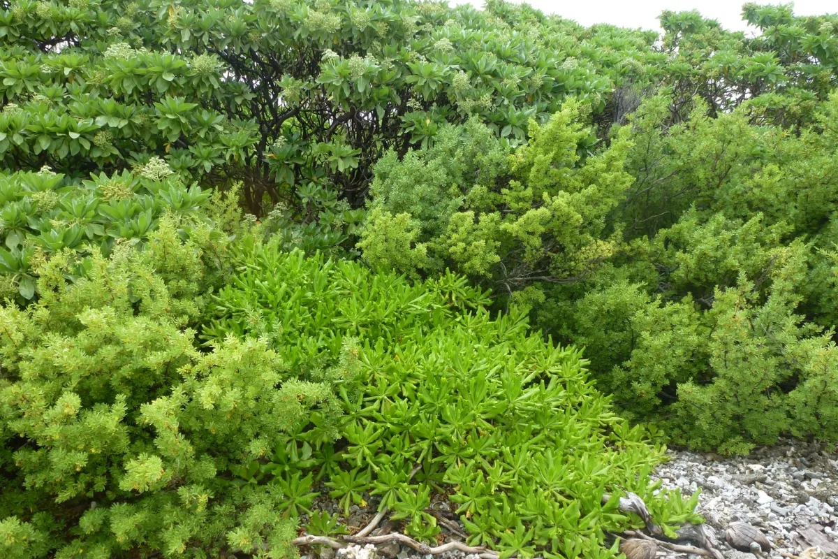 Growing along the shore of Motu Reiono