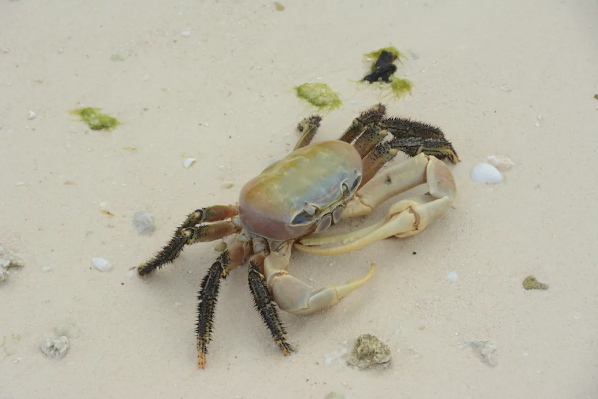 This crab lives in the supra-littoral zone, just out of the reach of the high tide, at the back of the beaches, and around water pockets.