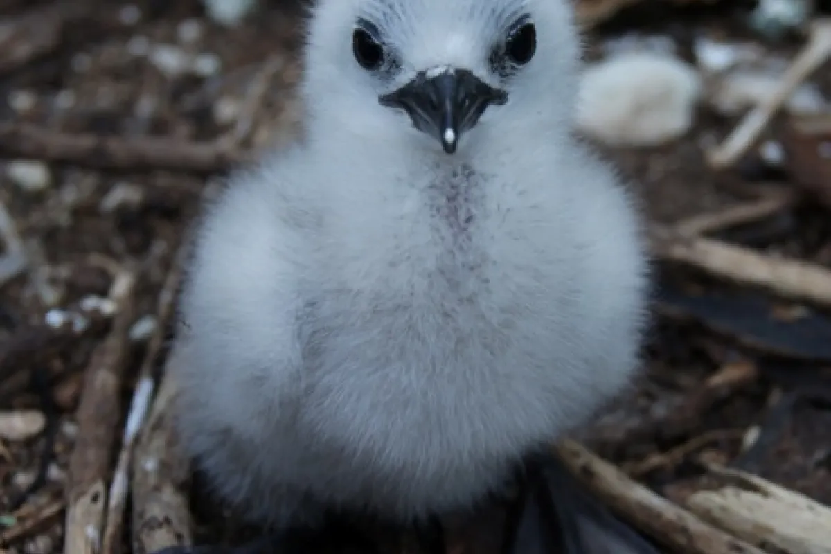 Baby Brown Noddy