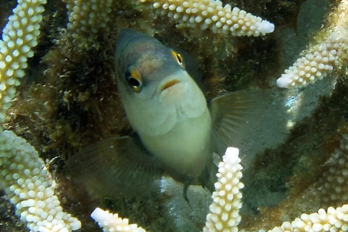 Poisson-fermier à tache noire dans son habitat