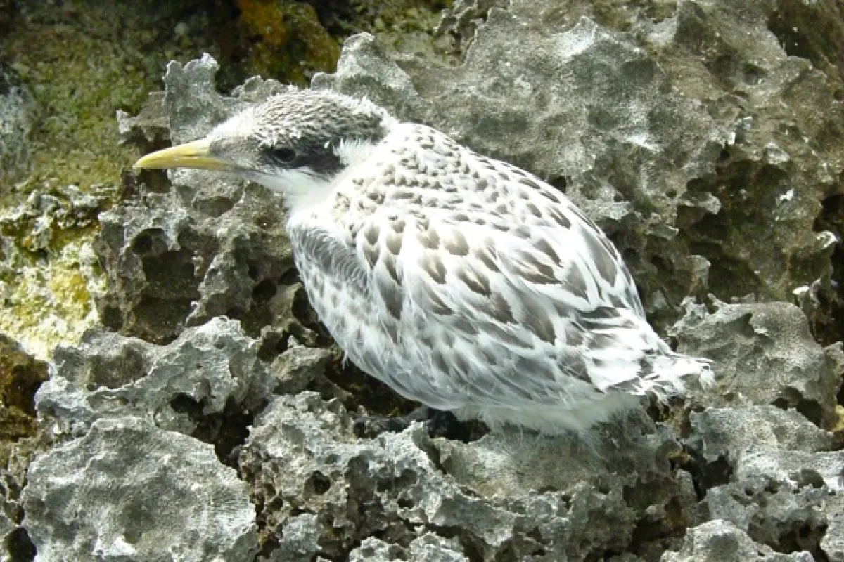 Juvenile Great crested tern 